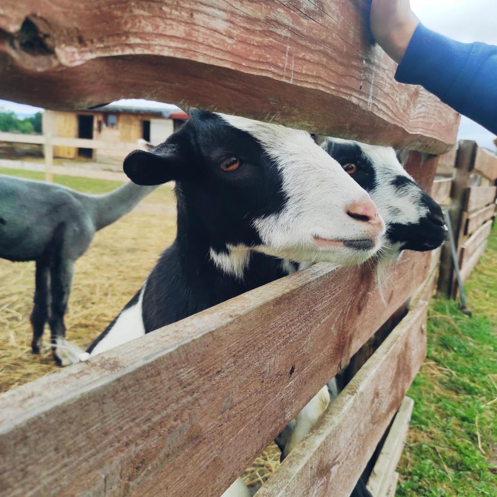 Farma Nad Lakami Kladsko